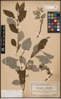 Foto von Salix caprea L.